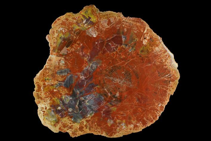 Colorful Petrified Wood (Araucarioxylon) Round - Arizona #172021